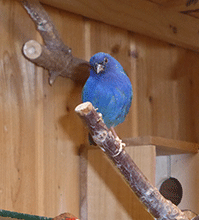 Blaugrüne Papageiamadine