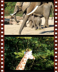 Impressionene vom Berleiner Tierpark